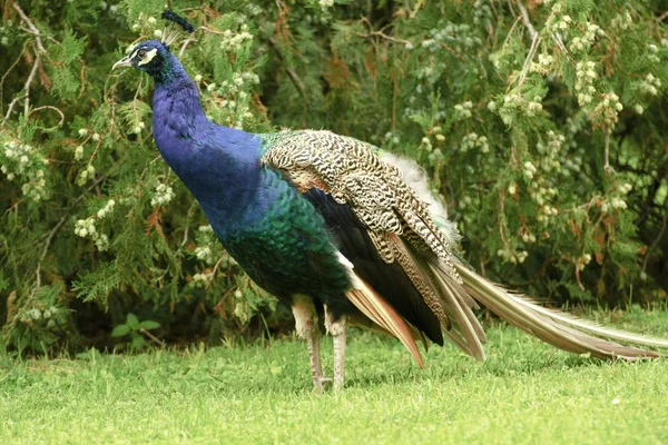 Hermoso pavo real en el jardín del castillo —  Fotos de Stock