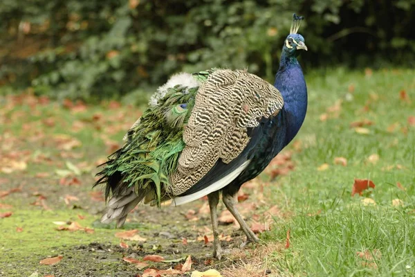 Hermoso pavo real en el jardín del castillo — Foto de Stock