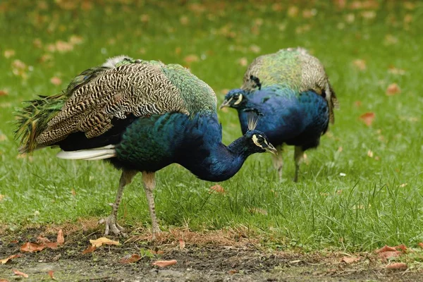 Hermoso pavo real en el jardín del castillo —  Fotos de Stock