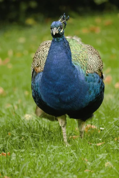 Hermoso pavo real en el jardín del castillo —  Fotos de Stock