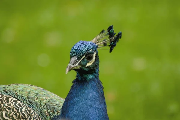 Krásný Páv v zámecké zahradě — Stock fotografie