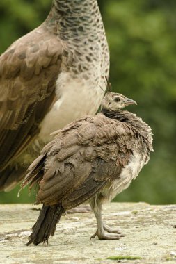 Kale bahçe içinde güzel tavus kuşu