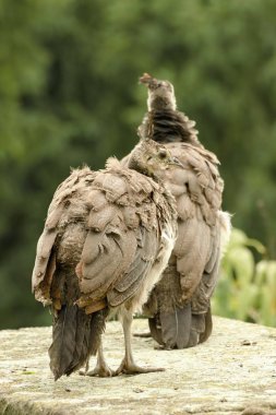 Kale bahçe içinde güzel tavus kuşu