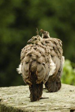 Kale bahçe içinde güzel tavus kuşu