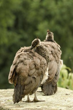 Kale bahçe içinde güzel tavus kuşu