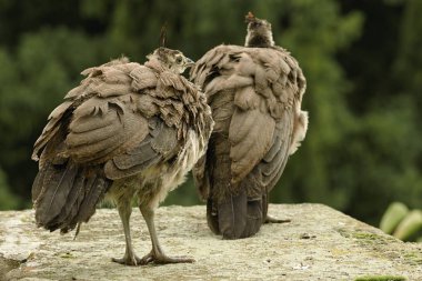Kale bahçe içinde güzel tavus kuşu
