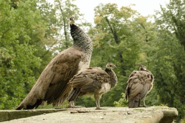 Kale bahçe içinde güzel tavus kuşu