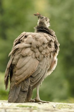 Kale bahçe içinde güzel tavus kuşu
