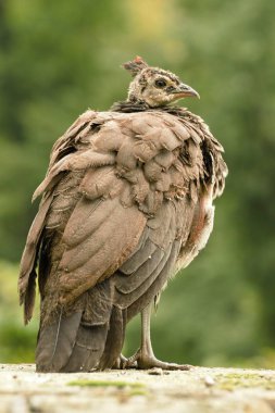 Kale bahçe içinde güzel tavus kuşu