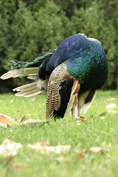 Hermoso pavo real en el jardín del castillo — Foto de Stock