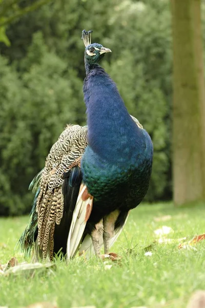 Hermoso pavo real en el jardín del castillo — Foto de Stock