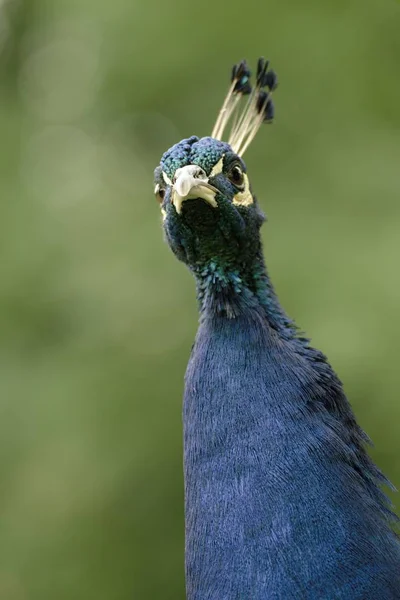 Vacker påfågel i slottsträdgården — Stockfoto