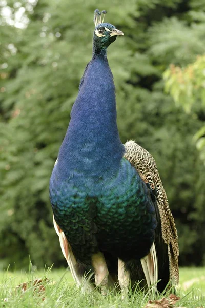 beautiful peacock in the castle garden