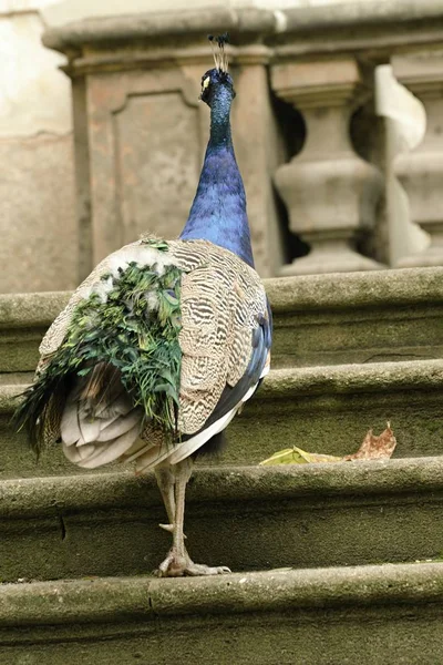 Hermoso pavo real en el jardín del castillo — Foto de Stock