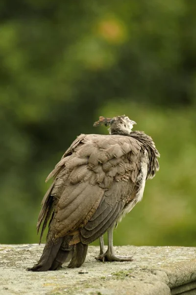 Kale bahçe içinde güzel tavus kuşu