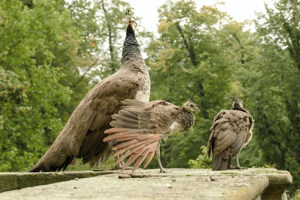 Kale bahçe içinde güzel tavus kuşu