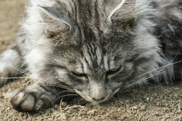 Beautiful maine coon in nature — Stock Photo, Image