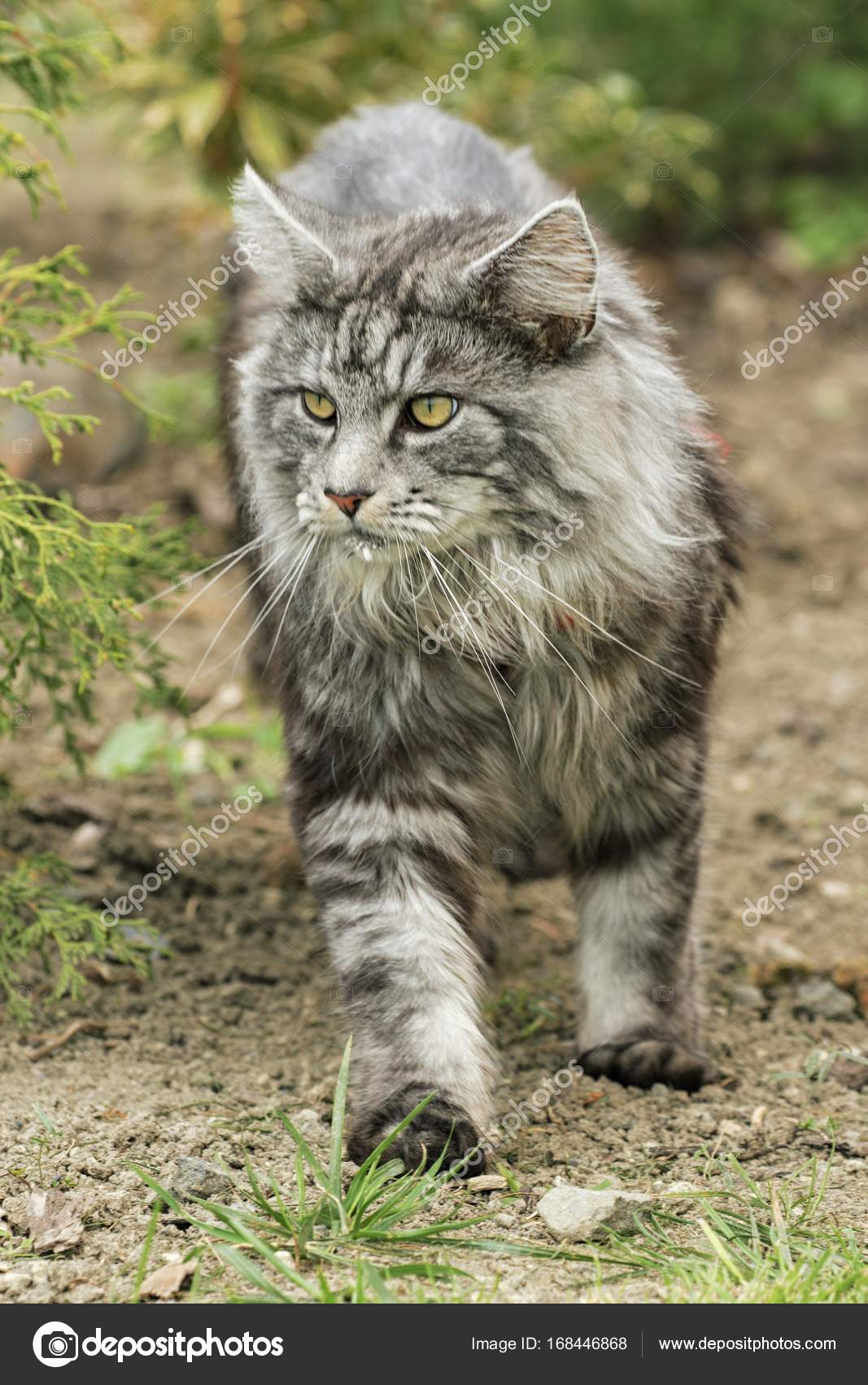 Beautiful Maine Coon In Nature Stock Photo Image By C Tylinek