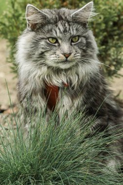 güzel maine coon doğada