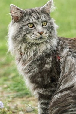 güzel maine coon doğada