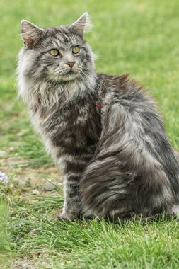 güzel maine coon doğada