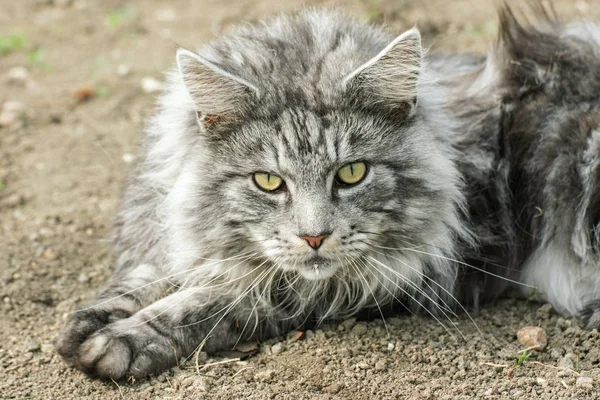 Beautiful maine coon in nature — Stock Photo, Image