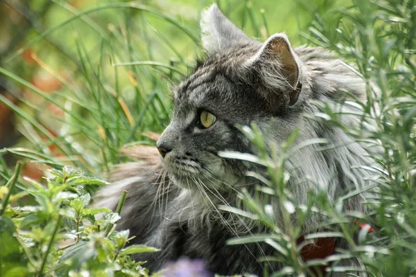 Schöner Maine Coon in der Natur — Stockfoto