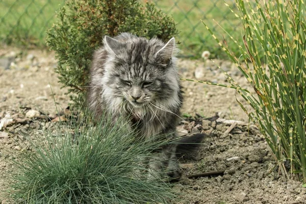 Beautiful maine coon in nature — Stock Photo, Image