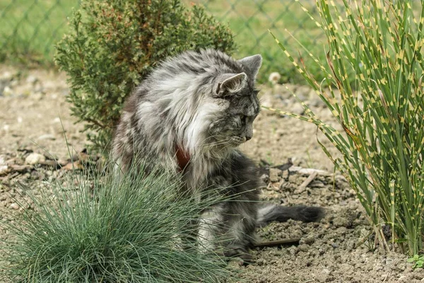 Hermosa maine coon en la naturaleza —  Fotos de Stock