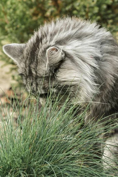 Hermosa maine coon en la naturaleza —  Fotos de Stock