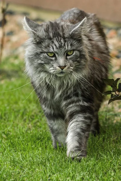 Hermosa maine coon en la naturaleza —  Fotos de Stock