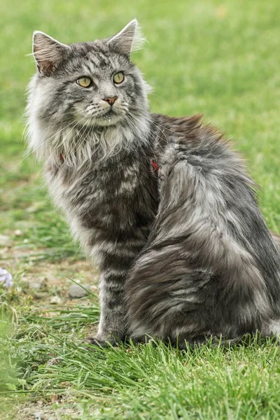 güzel maine coon doğada