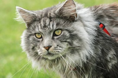 güzel maine coon doğada