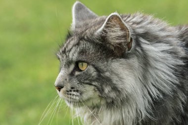 güzel maine coon doğada