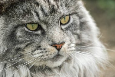 güzel maine coon doğada