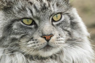 güzel maine coon doğada