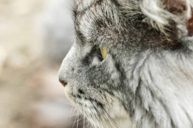 güzel maine coon doğada