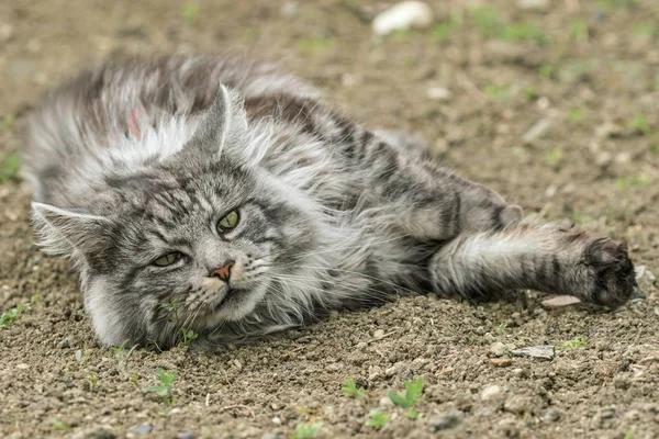 güzel maine coon doğada