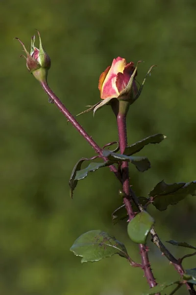 Warme herfst kleuren in oktober — Stockfoto