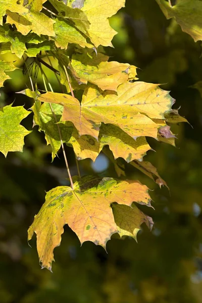 Colores cálidos de otoño en octubre — Foto de Stock