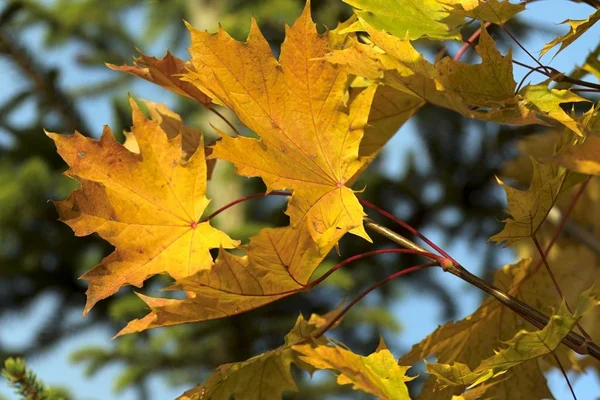 Colores cálidos de otoño en octubre — Foto de Stock