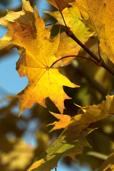 Теплые осенние цвета в октябре — стоковое фото