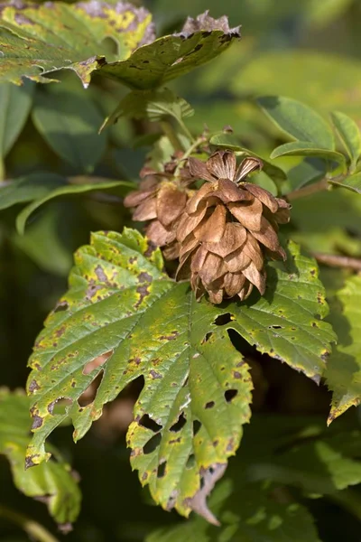 Warme herfst kleuren in oktober — Stockfoto