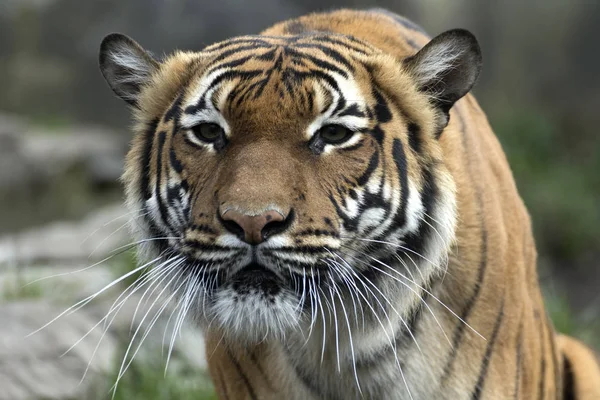 Hazug bengáli tigris tartott az állatkertben — Stock Fotó