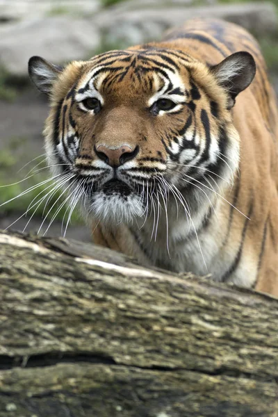 Hazug bengáli tigris tartott az állatkertben — Stock Fotó