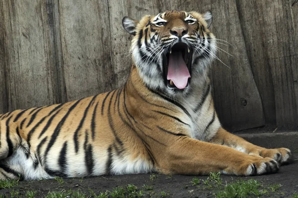 Lying Bengal tiger kept in the zoo — Stock Photo, Image