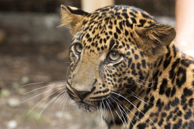 güzel leopar esaret altında düzenlenen