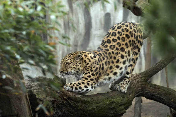 Beautiful leopard held in captivity — Stock Photo, Image