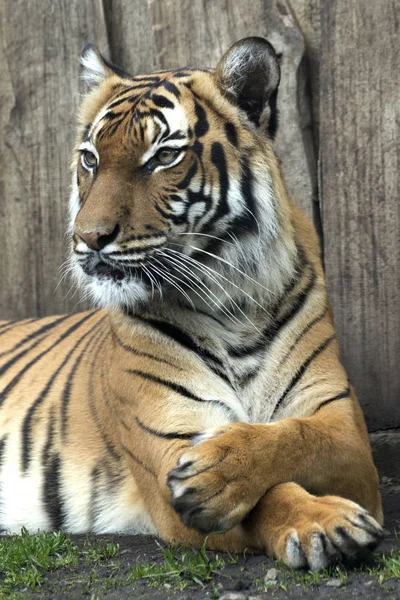 Hazug bengáli tigris tartott az állatkertben — Stock Fotó