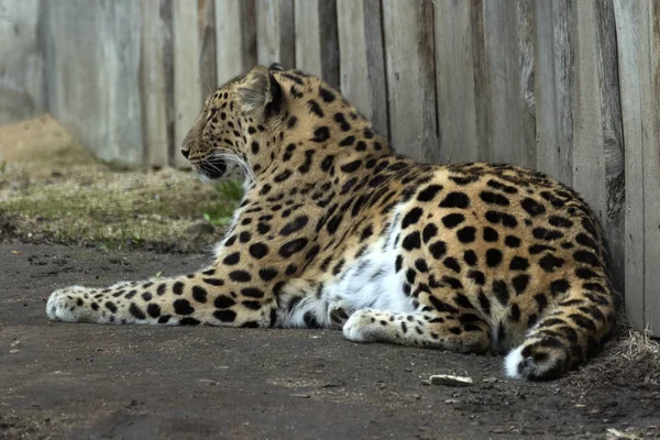 Hermoso leopardo en cautiverio — Foto de Stock